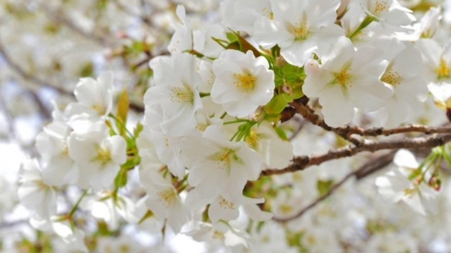 *【オオヤマザクラ（一例）】真っ白な花を咲かせるオオヤマザクラは3月下旬ごろから開花します