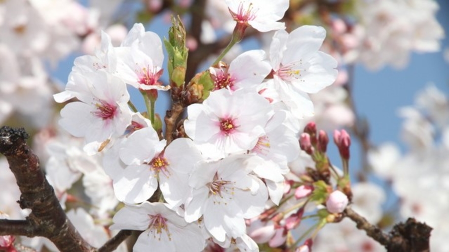 城崎温泉の春「桜・さくら」