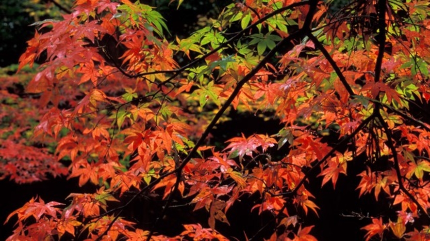  秋の紅葉