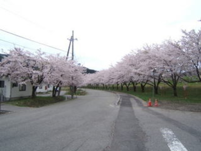 高瀬温泉の桜堤