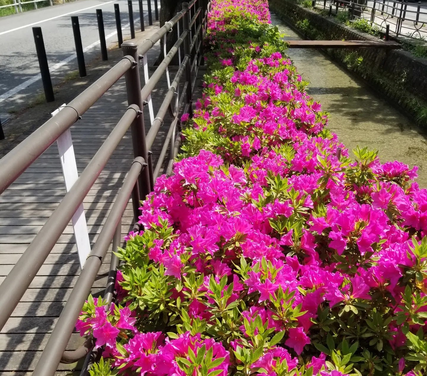 当館前 さくら温泉通りウッドデッキ沿いに咲くツツジ（4月下旬に撮影）