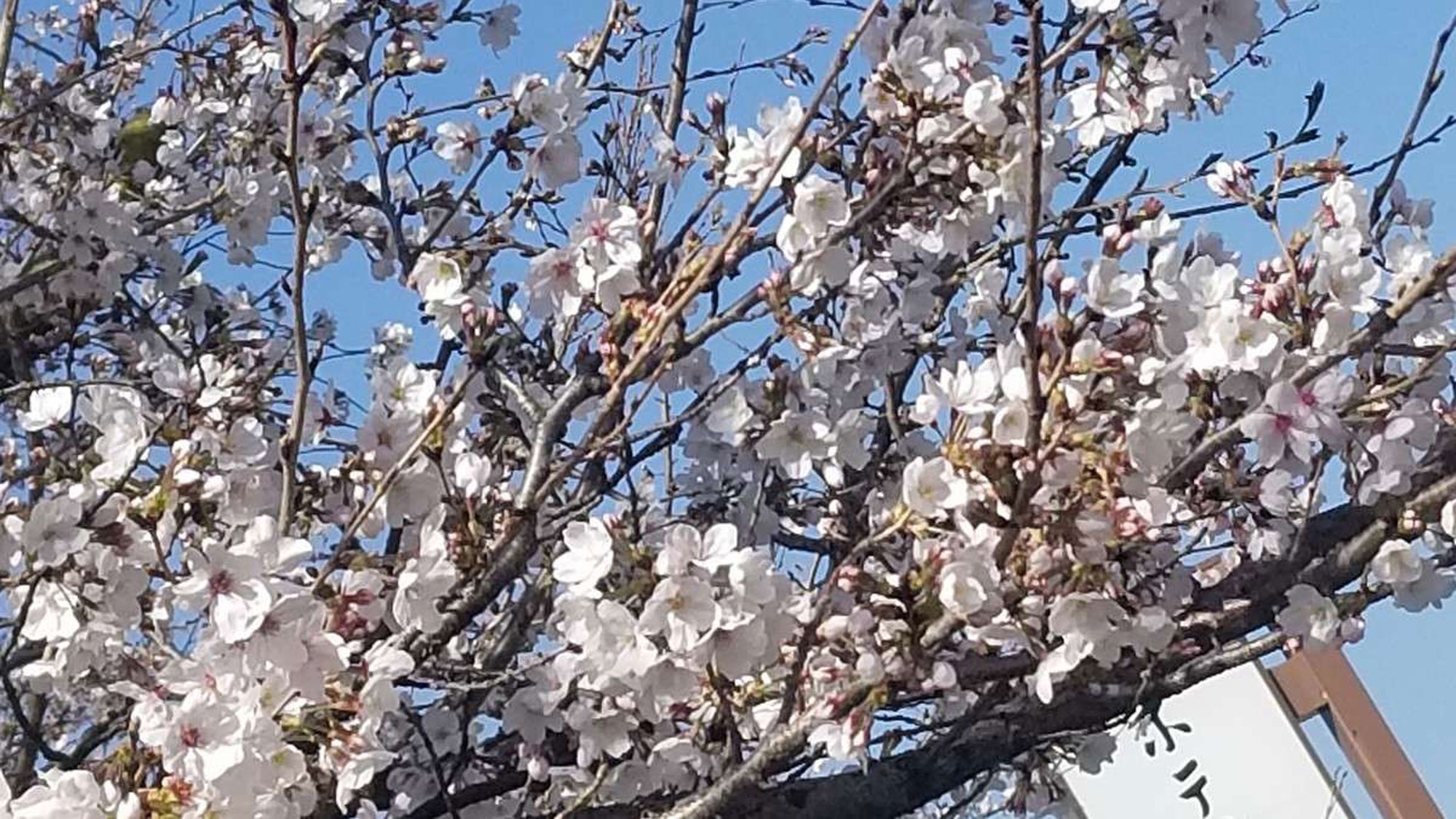 【さくら温泉通り】当館前のさくら温泉通りのソメイヨシノ