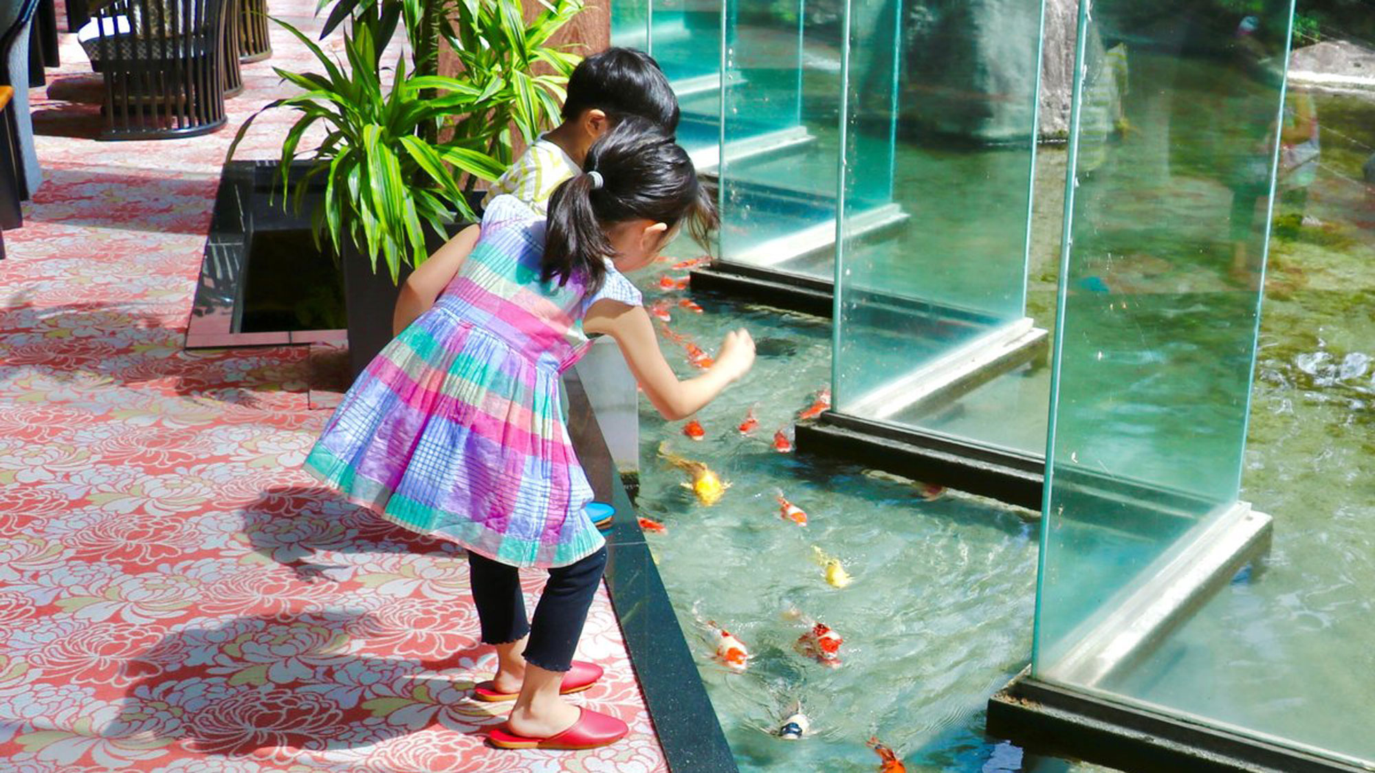 ロビーで出来る鯉のえさやり♪