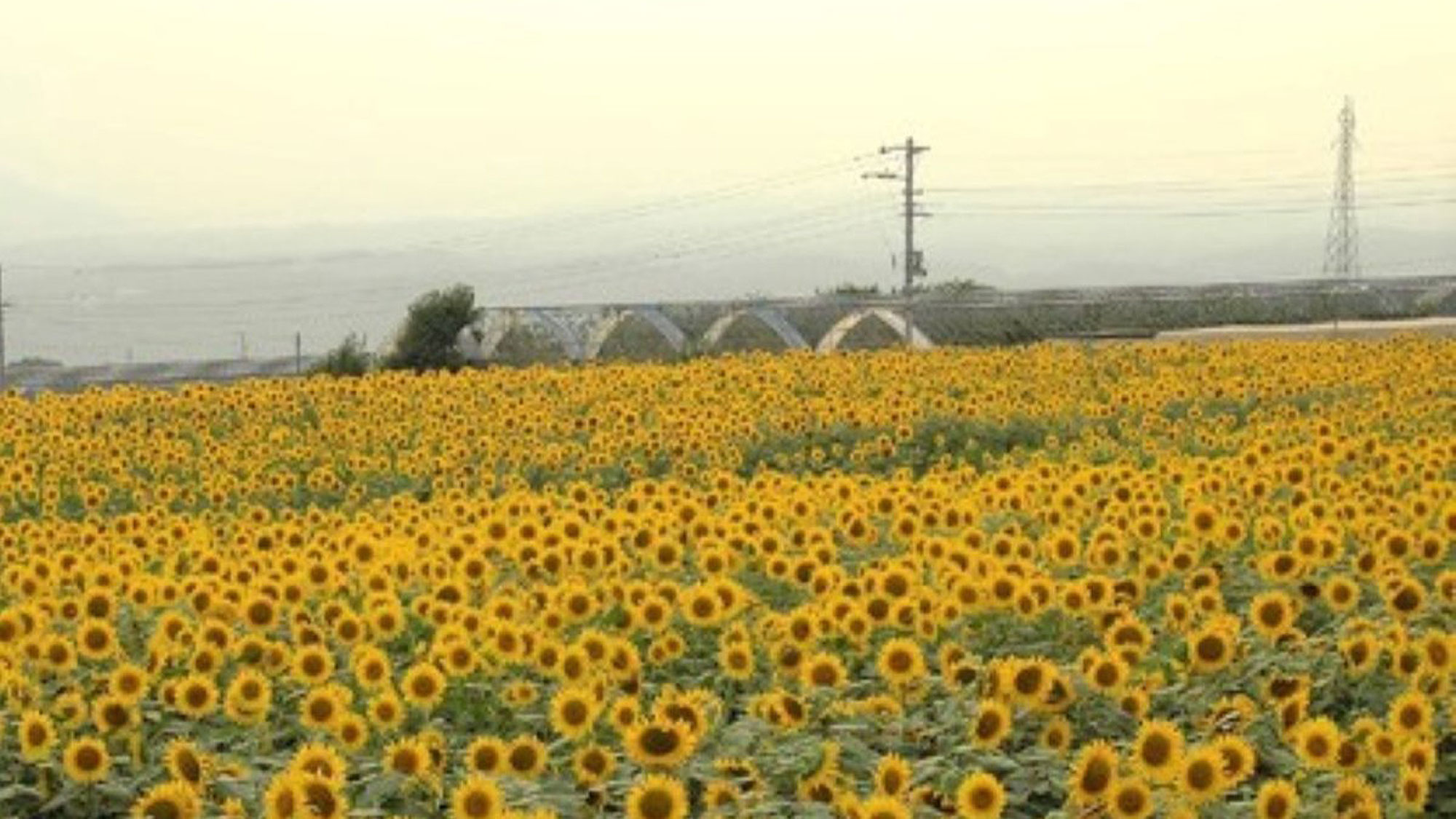 北杜市明野のひまわり畑（7月中旬～8月中旬/当館から車で約50分）
