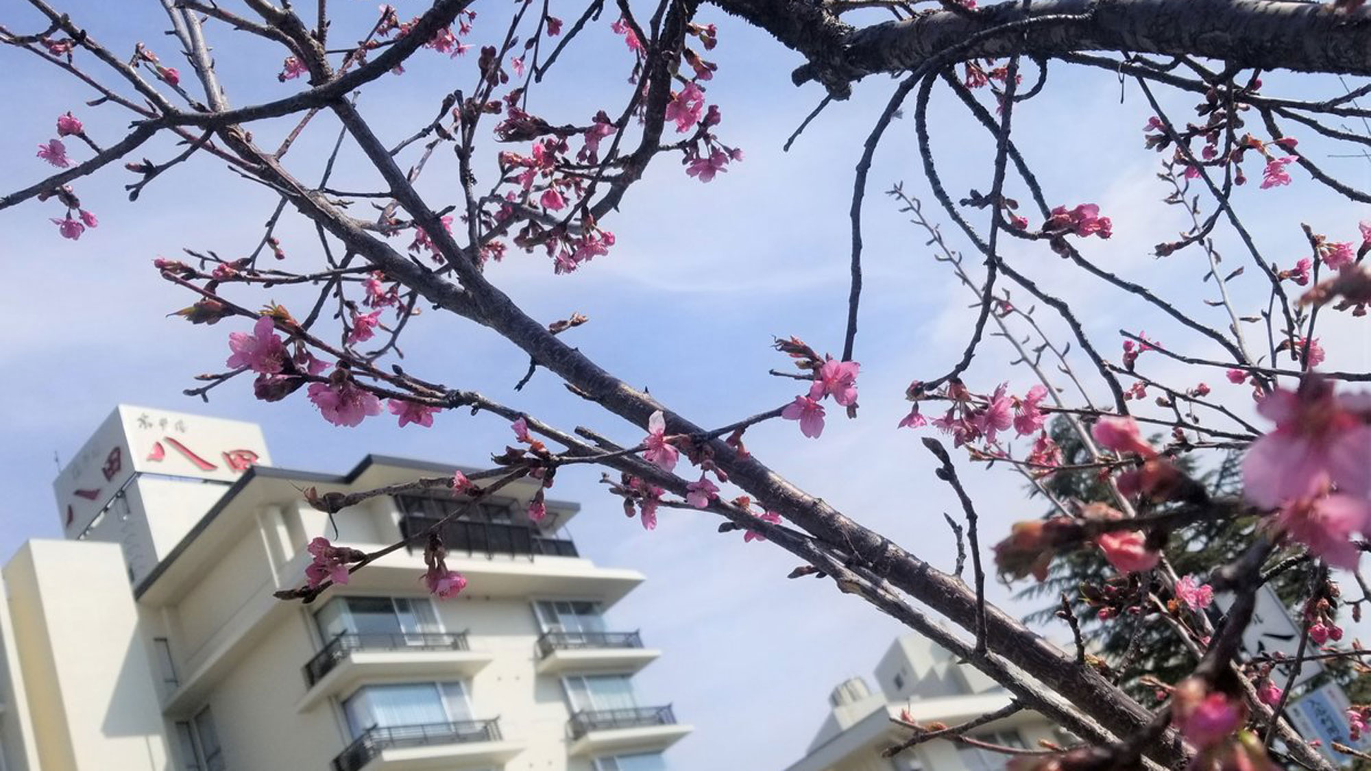 春のさくら温泉通り