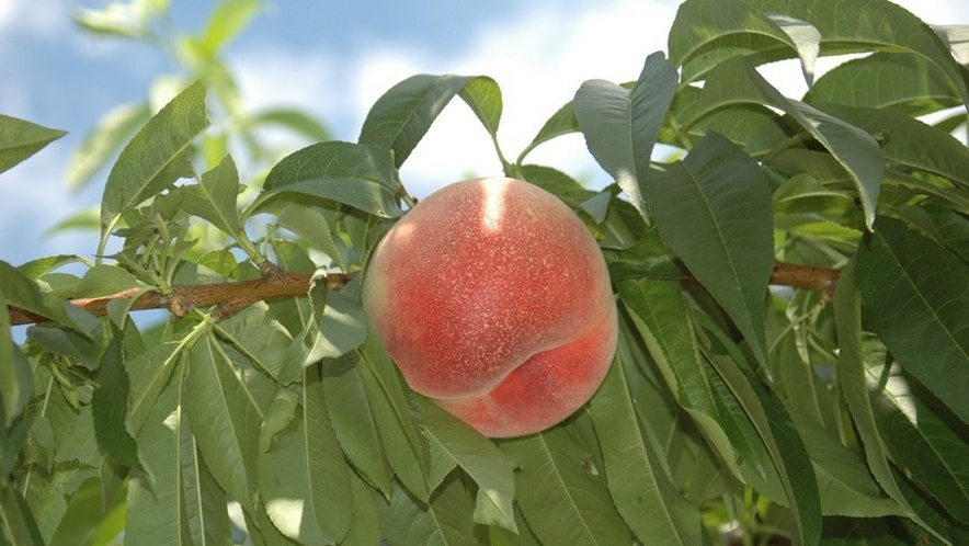 【もも】７月から８月にかけて桃狩りが楽しめます。