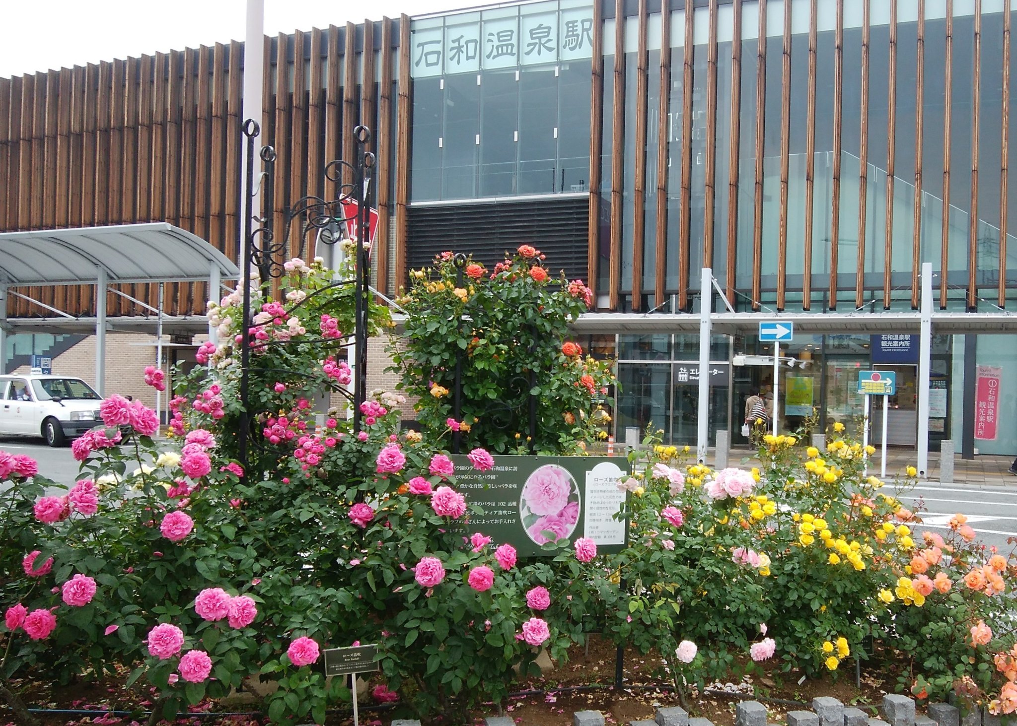 石和温泉駅前のバラの花（5月中旬）