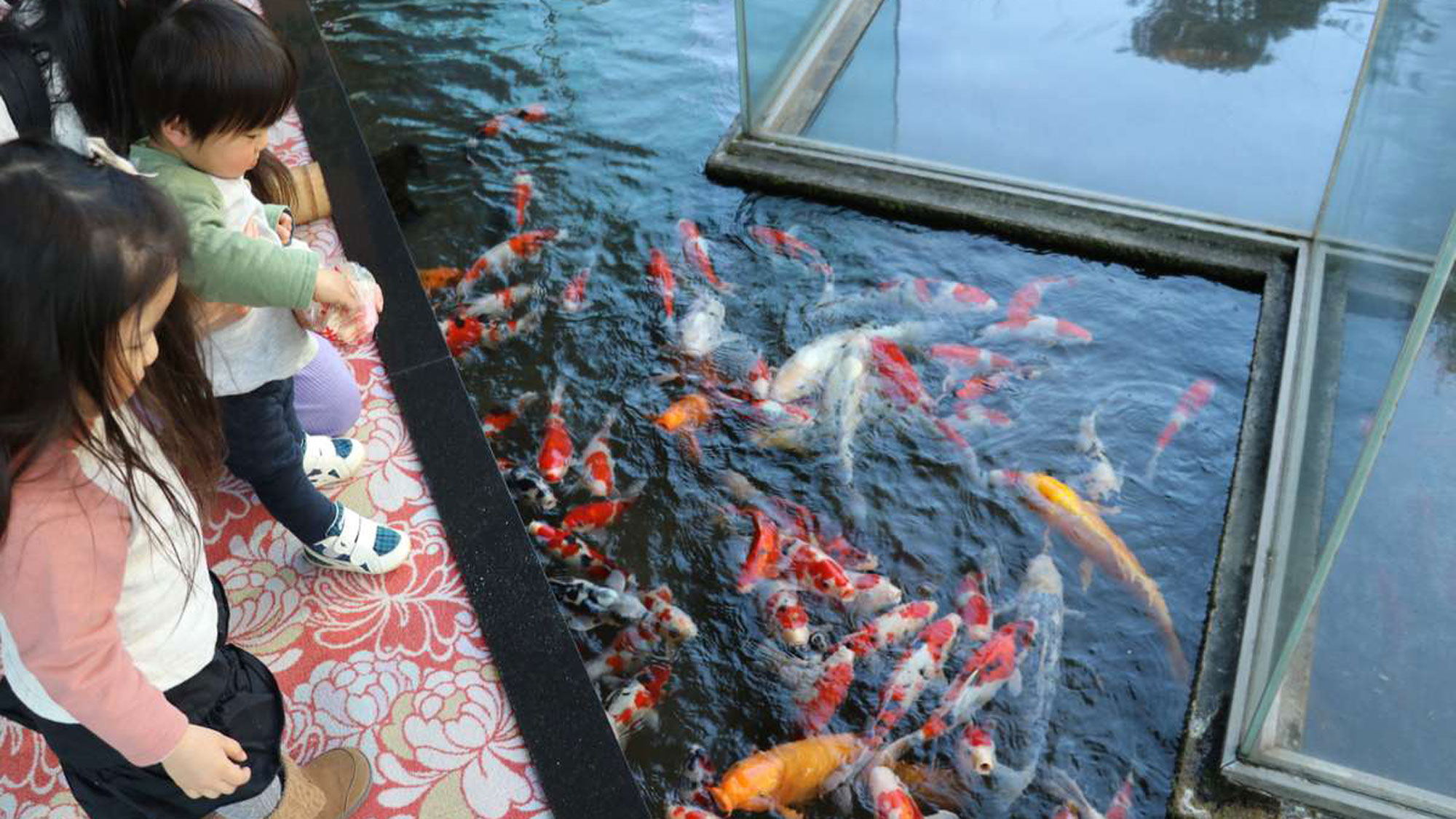 鯉のえさやり(ロビー)も人気です