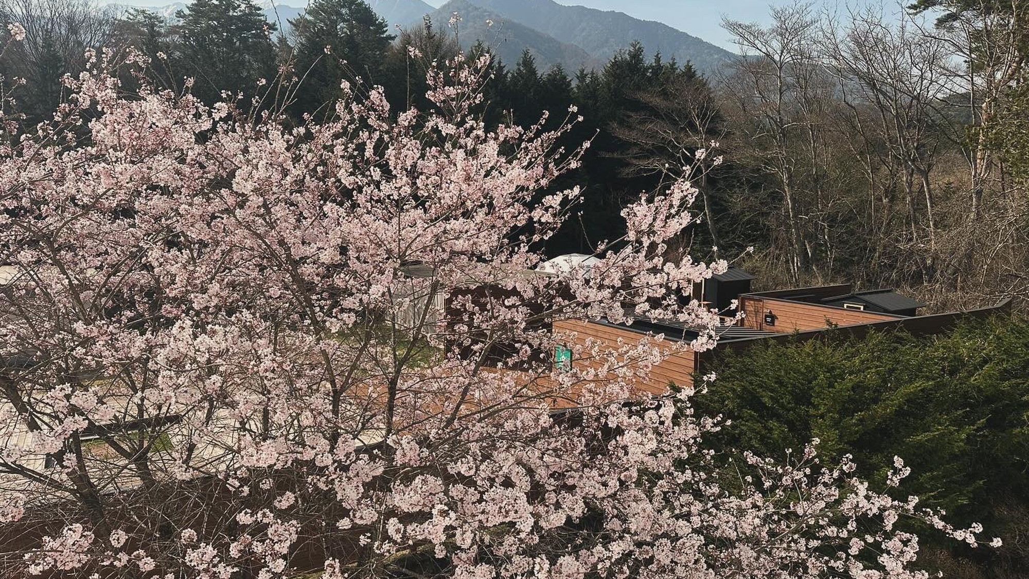 ◆春の屋外サウナ「Forest Sauna」