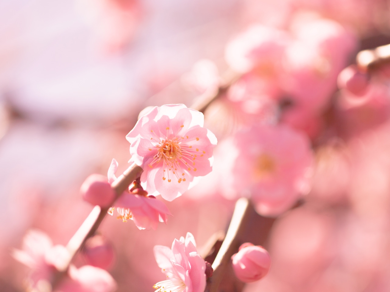 【大好評!!】観梅宿泊プラン2026〜ご朝食付き〜