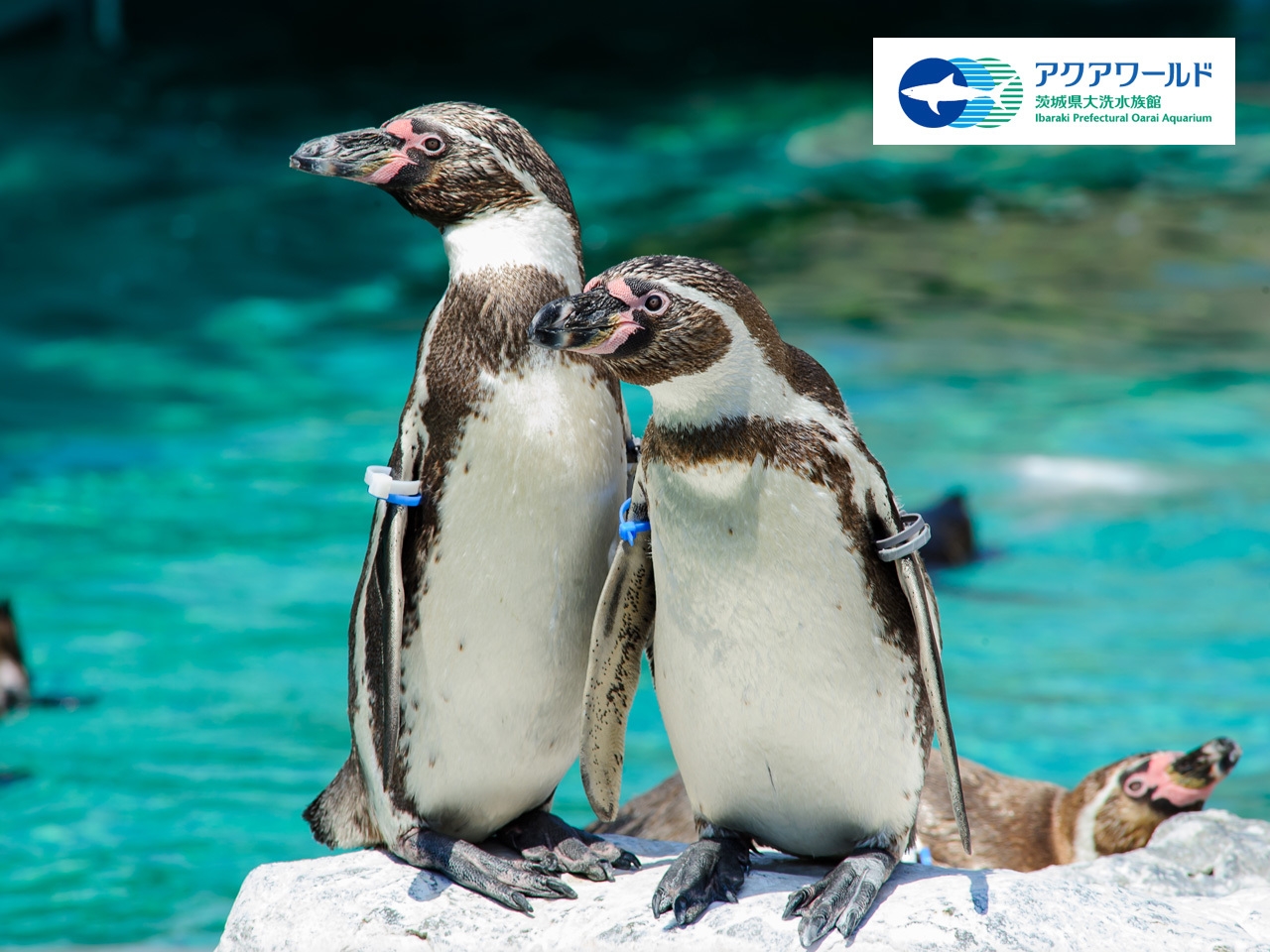 アクアワールド大洗水族館入場券付き！ コラボレーションルームご宿泊プラン(素泊り)