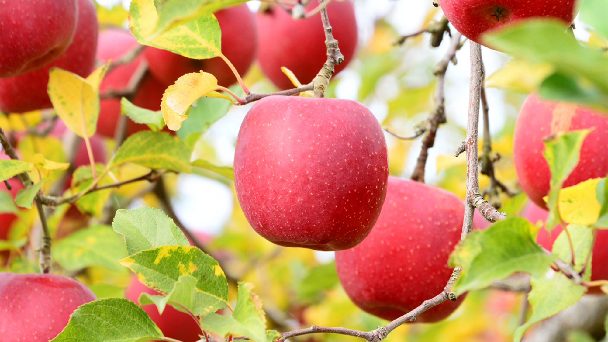 リンゴ狩り体験　１０月〜１１月中旬　秋の味覚と紅葉狩り