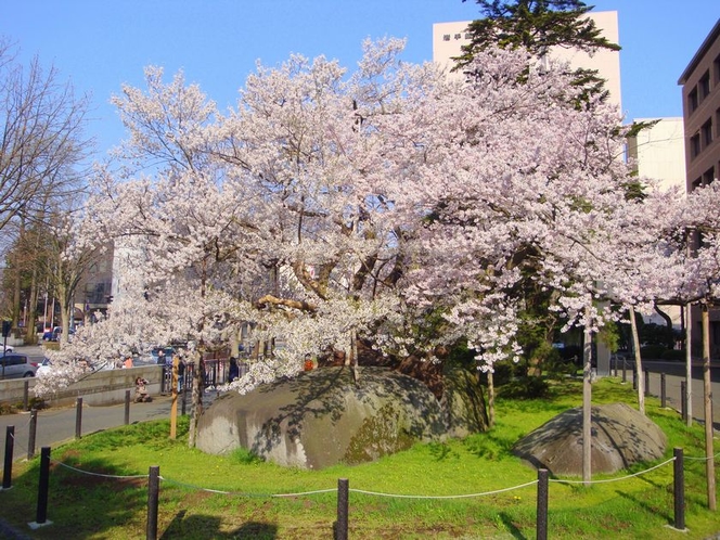 石割桜