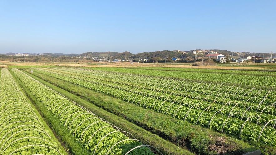 地元神戸地区のレタス畑