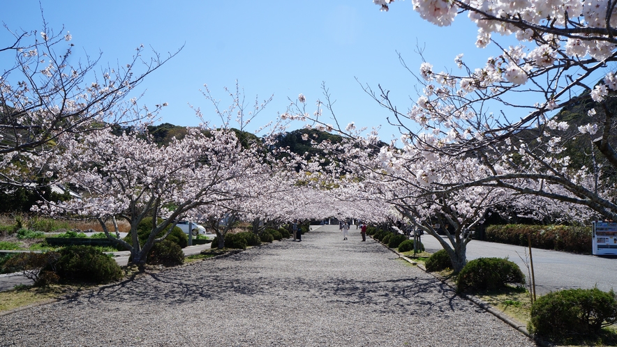 安房神社の桜並木