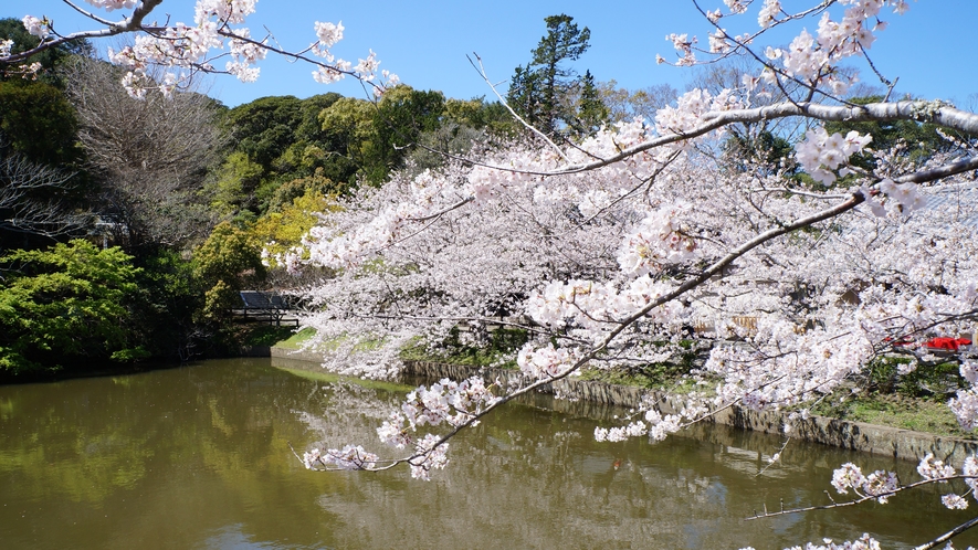 安房神社の桜
