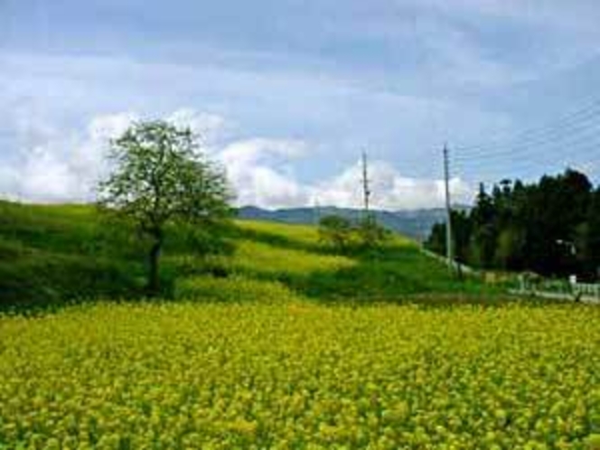 飯山市　菜の花公園