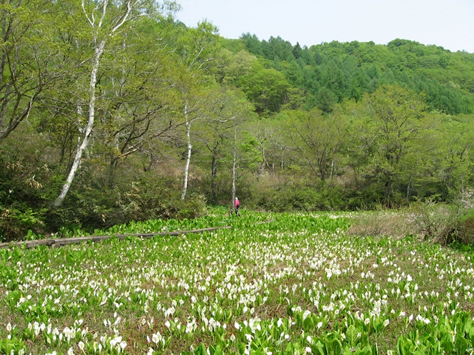 斑尾高原 沼の原湿原 水芭蕉1