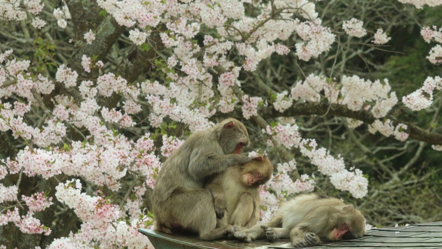 春　画像提供：高崎山自然動物園