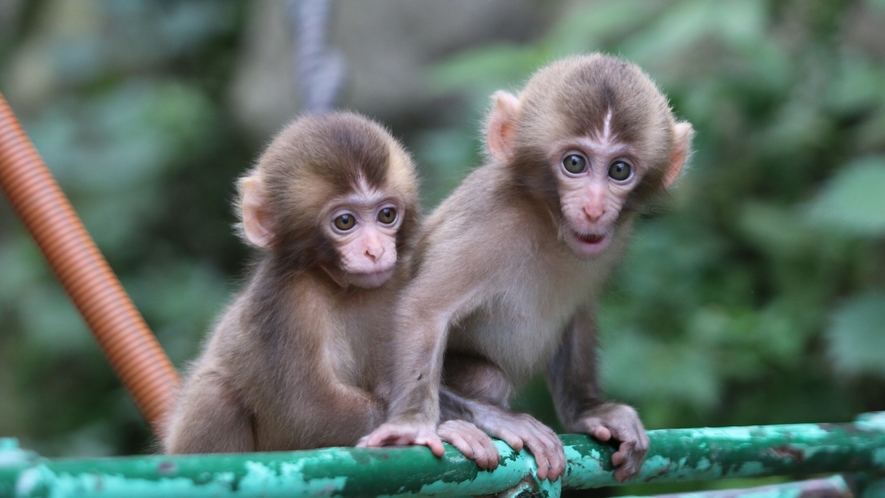 ジャングルジム2匹　　画像提供：高崎山自然動物園