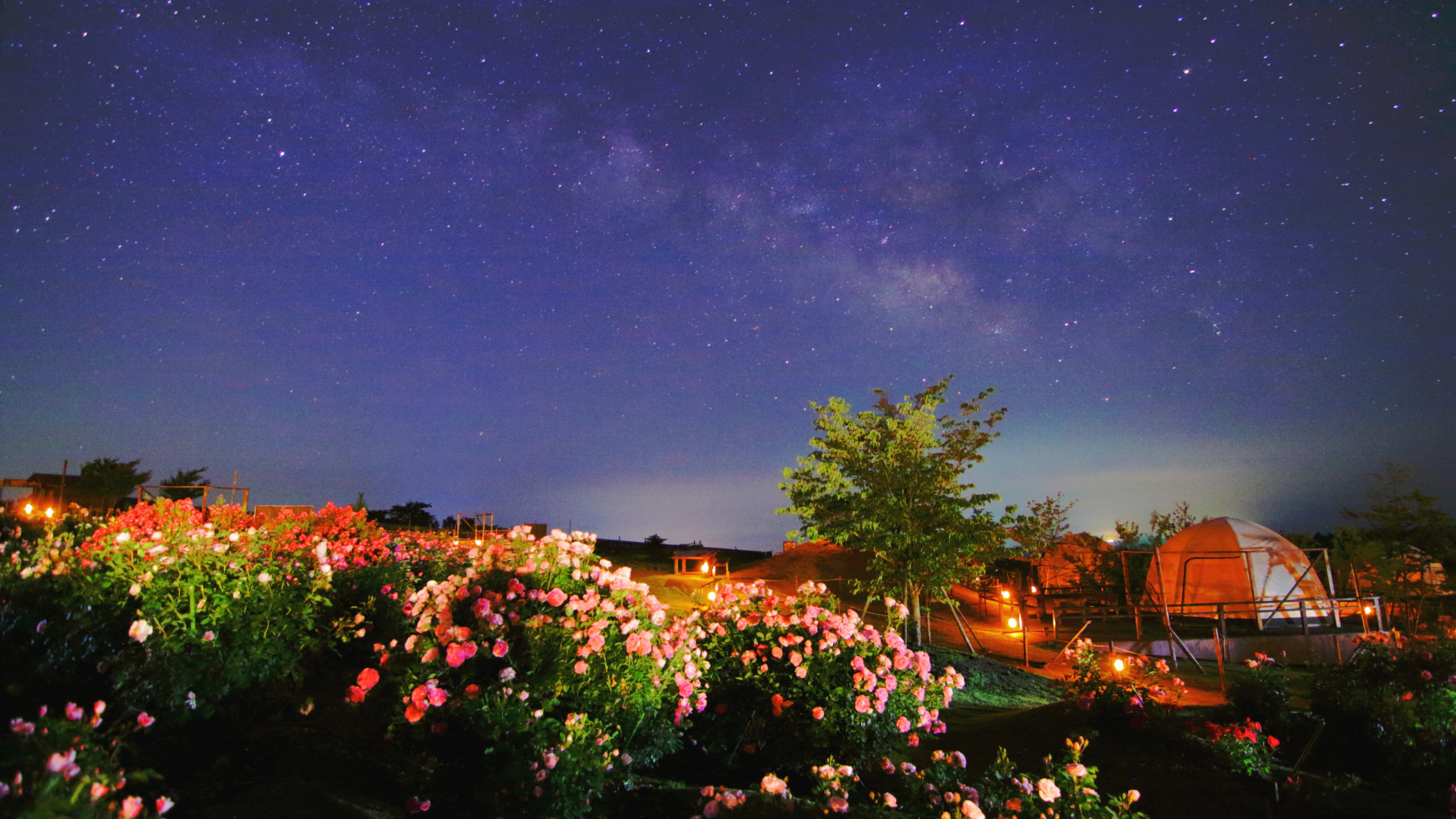 花と星手ぶらキャンプ　画像提供：くじゅう花公園