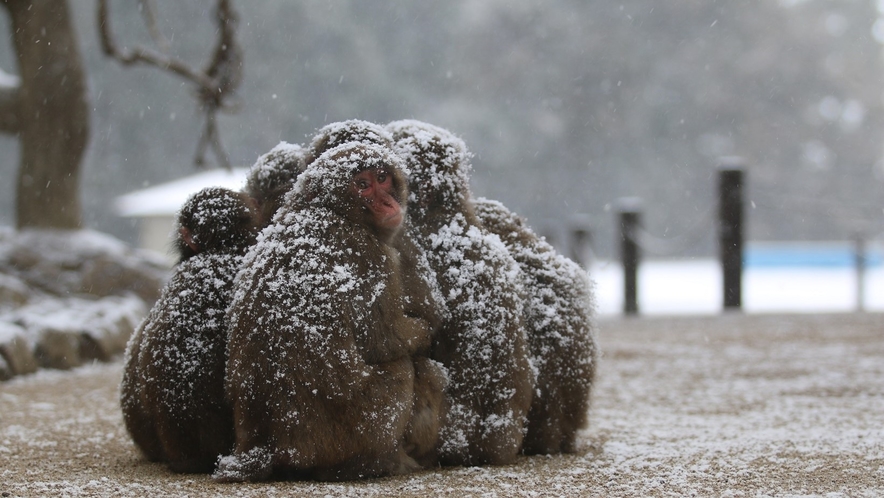 冬のさるだんご　画像提供：高崎山自然動物園