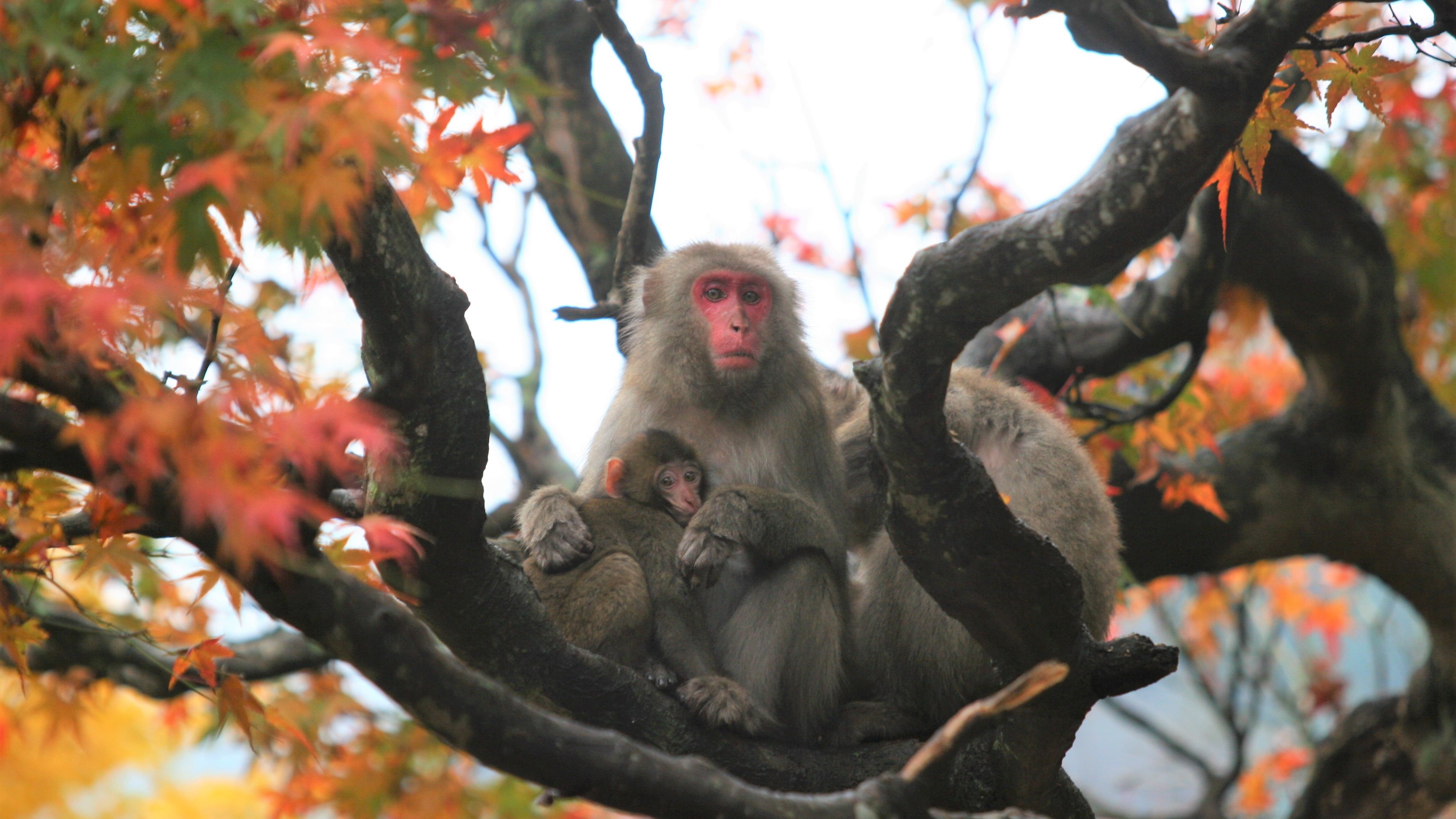 秋景色　画像提供：高崎山自然動物園