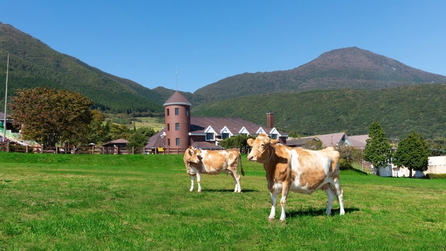 ガンジー牛と外観　画像提供：くじゅう高原ガンジー牧場