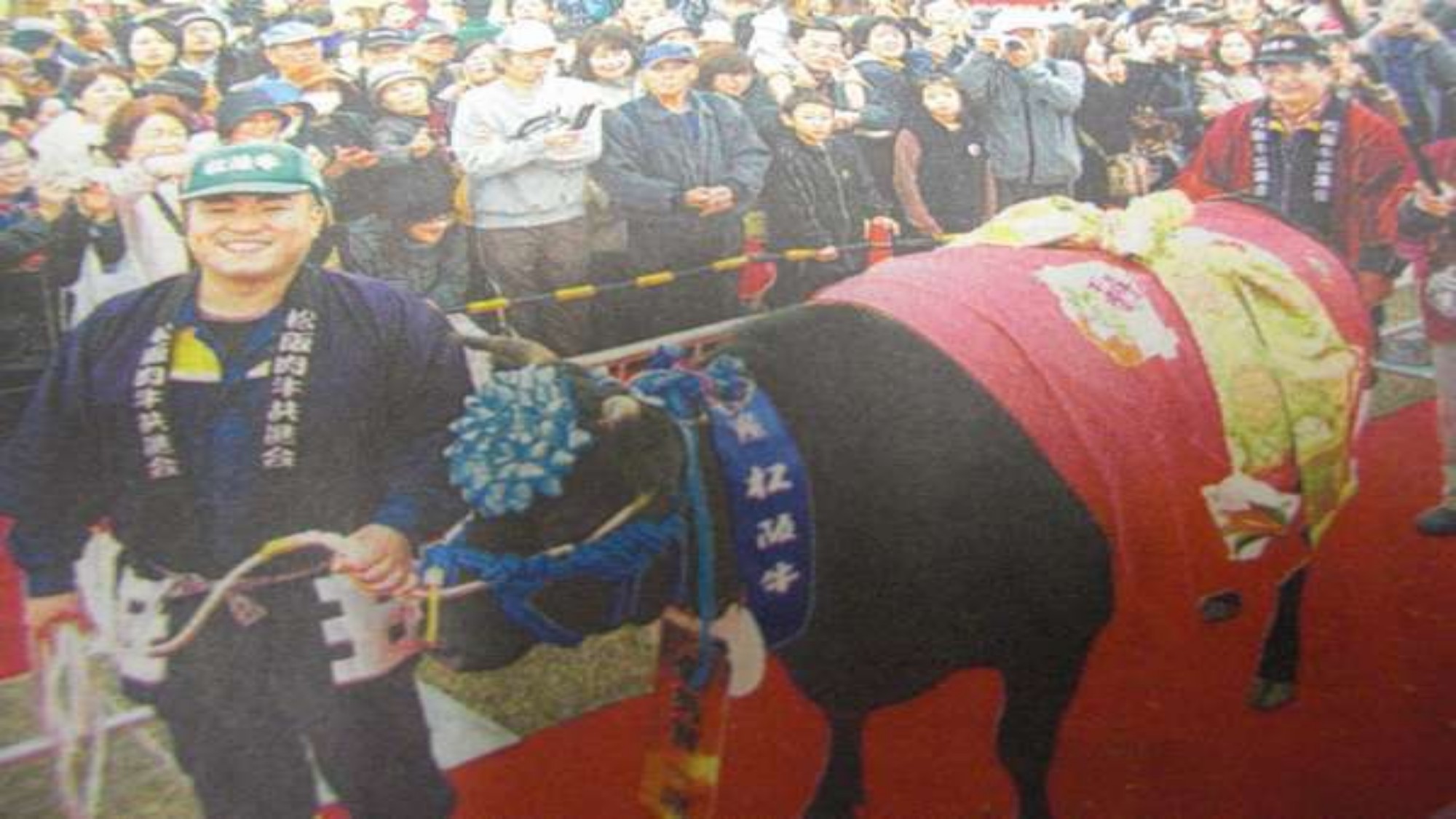 松阪牛の品評会の様子です。
