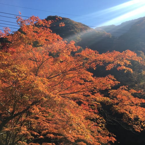 【紅葉】の秩父へ！山の最高の季節♪客室露天に浸かって紅葉をひとり占め♪ワインと足袋の特典付