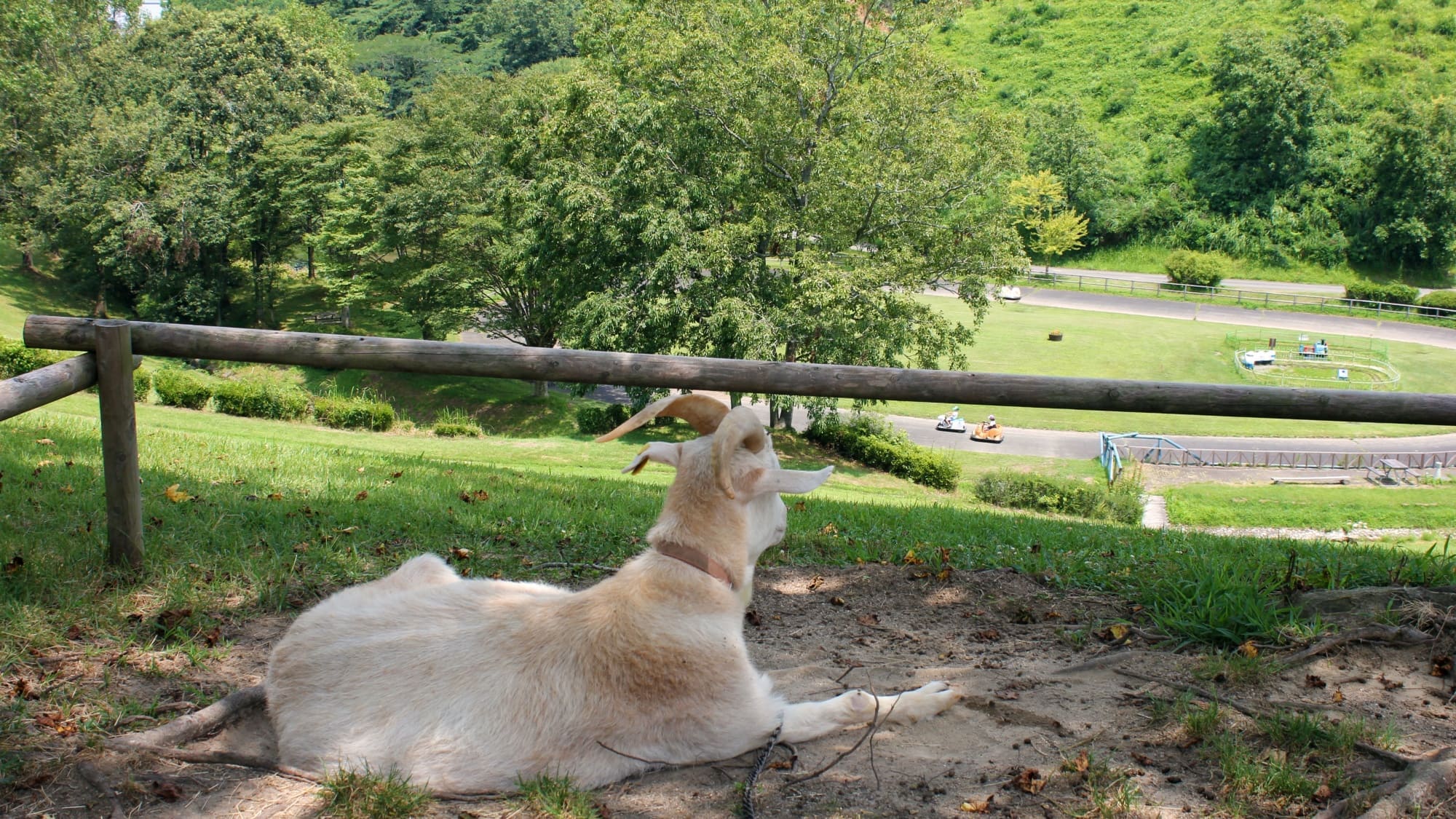 周辺観光／【三瀬ルベール牧場どんぐり村】自然と動物に親しむことができるパーク…当館から車で35分