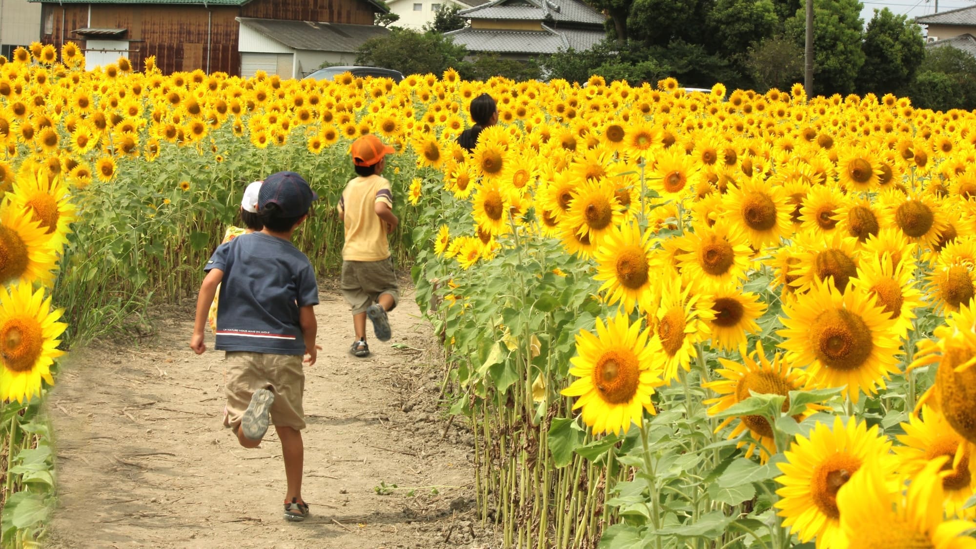 周辺観光／【ひょうたん島公園】自然の生物や植物が満載、向日葵は7月下旬～8月初旬…当館から車で15分