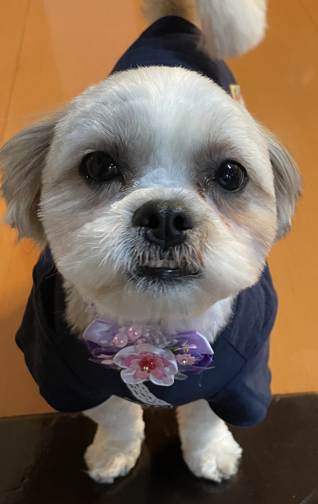 「ワンちゃんと一緒」　美肌の湯でリフレッシュ！！「缶ビールサービス」　1泊朝食付きプラン