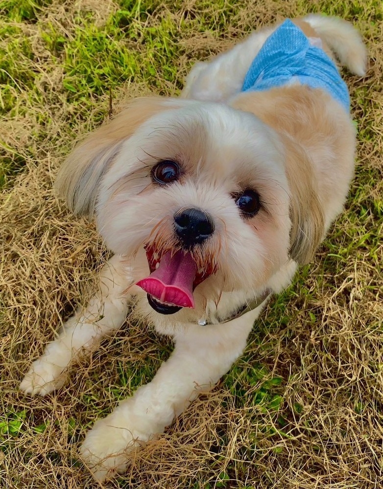 《GW限定》看板犬もお出迎え♪　小型犬限定！！家族もわんちゃんも嬉しい　一緒にお泊りプラン