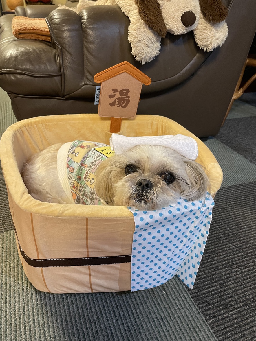 【2食付き/小型犬限定】当館、看板犬ルイもお出迎え！大切なワンちゃんと一緒にご宿泊