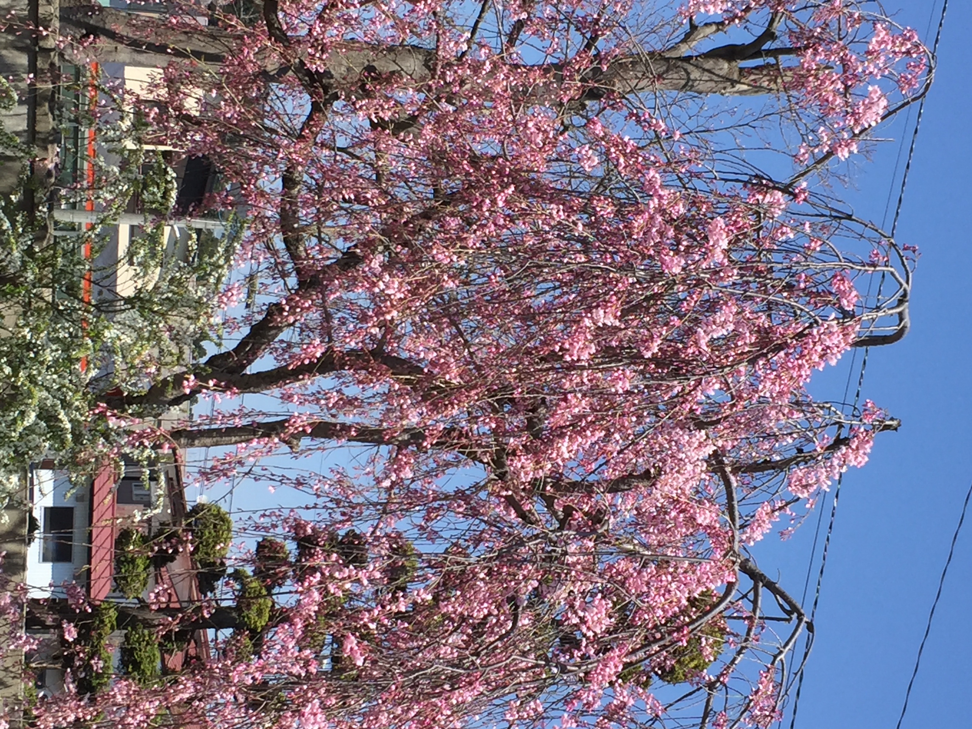 玄関横の桜