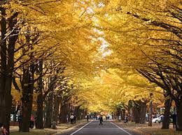 北海道大学イチョウ並木