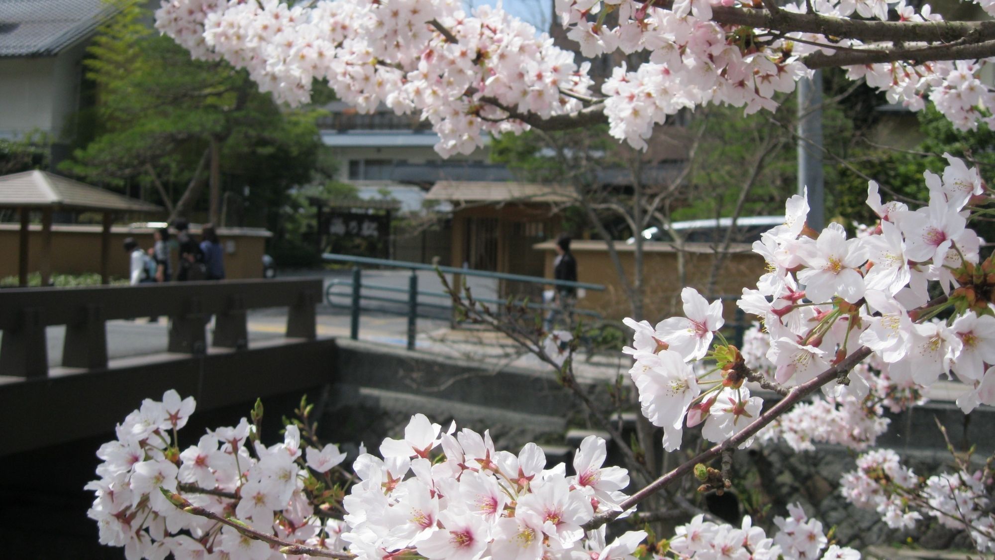 【期間限定！】玉造温泉　桜まつり開催！夜桜を満喫〜キッズ夜店チケット付き