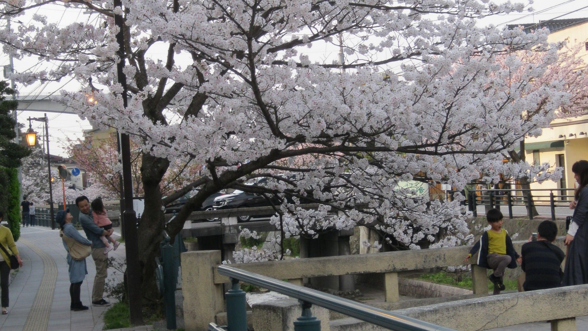 【春：松乃湯前の桜】春には お花見もお楽しみいただけます。