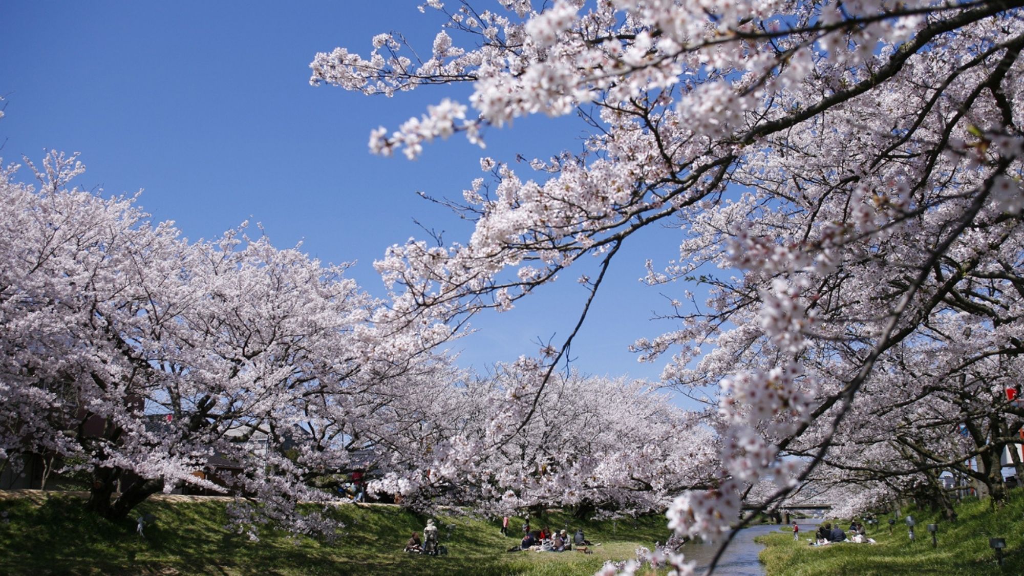 【春：玉湯川沿いの桜】  約400本の桜の木が並ぶお花見スポット。