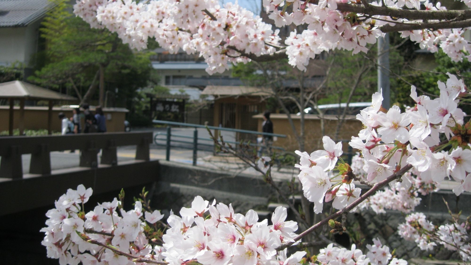 【春：松乃湯前の桜】  淡い桃色の花が皆様をお迎えします。