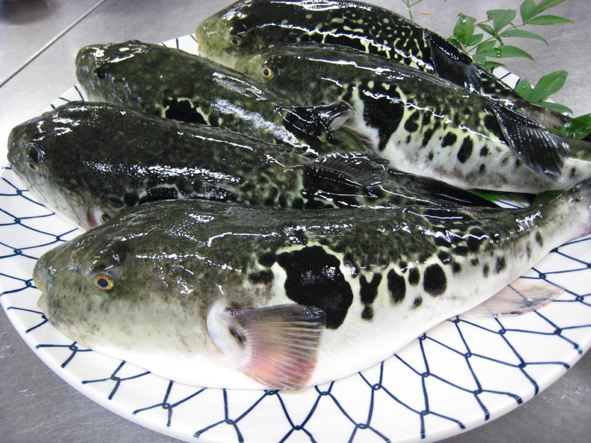 【冬季お日にち限定！ふぐづくし・１泊２食付】ふぐたっぷりコース≪オーシャンビュー≫