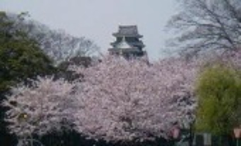 岡山城と桜