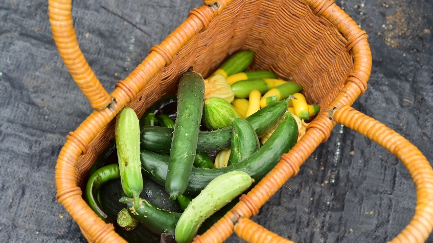 夏には新鮮なお野菜がたくさんとれます！！