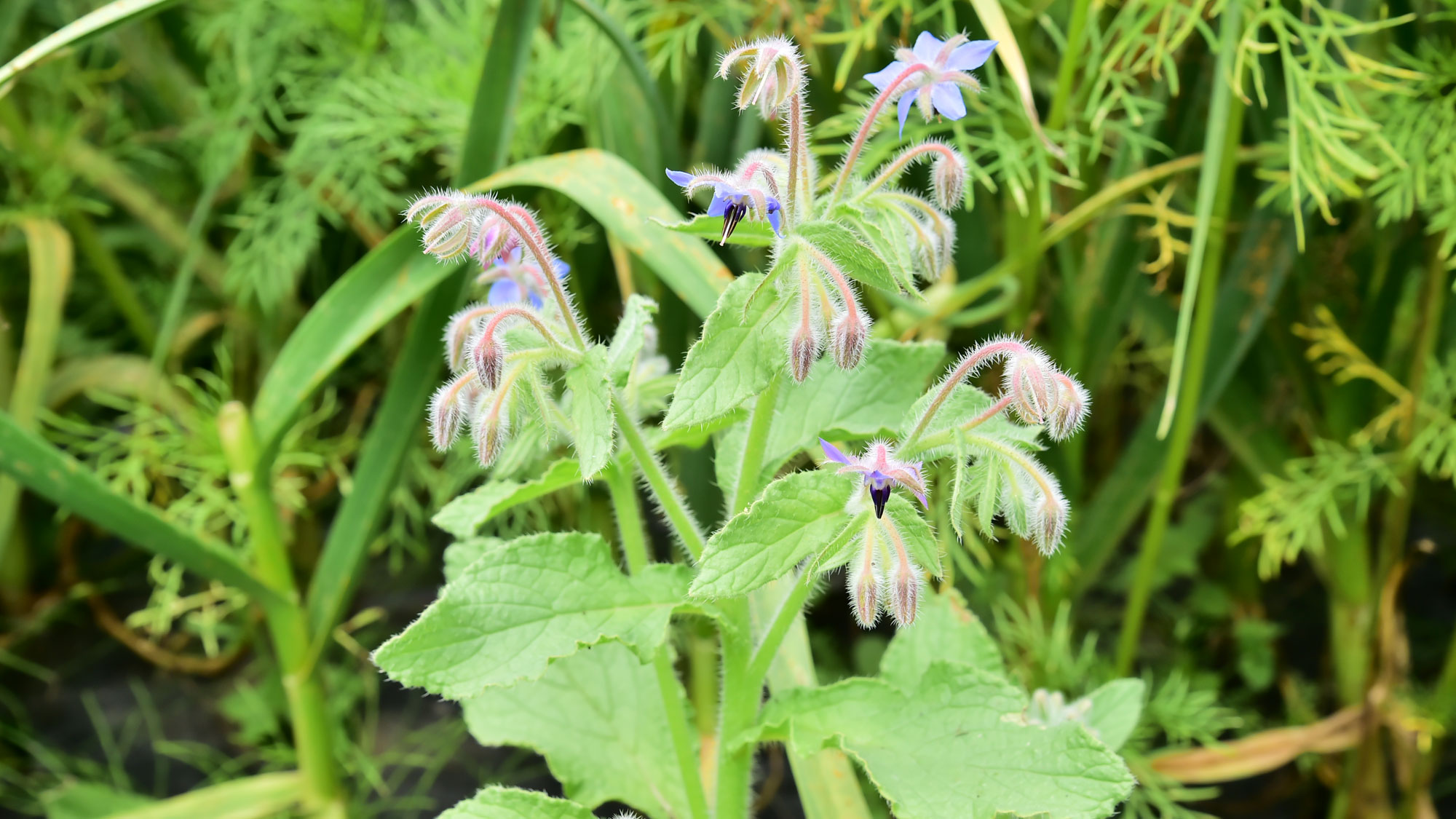 お料理に入れるポリジの花