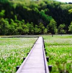 春　親海湿原　4×4