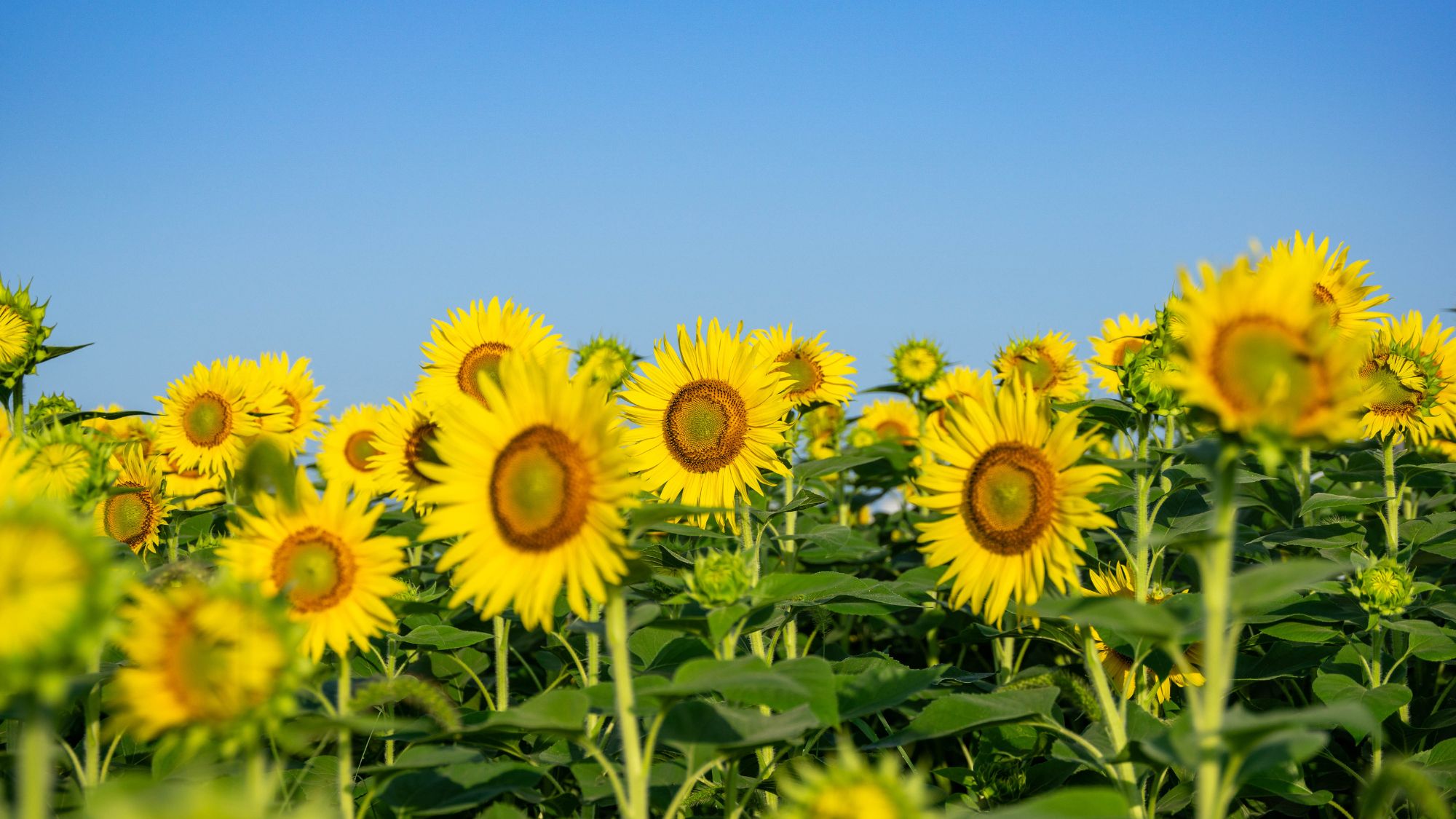 【天童市ひまわり迷路】