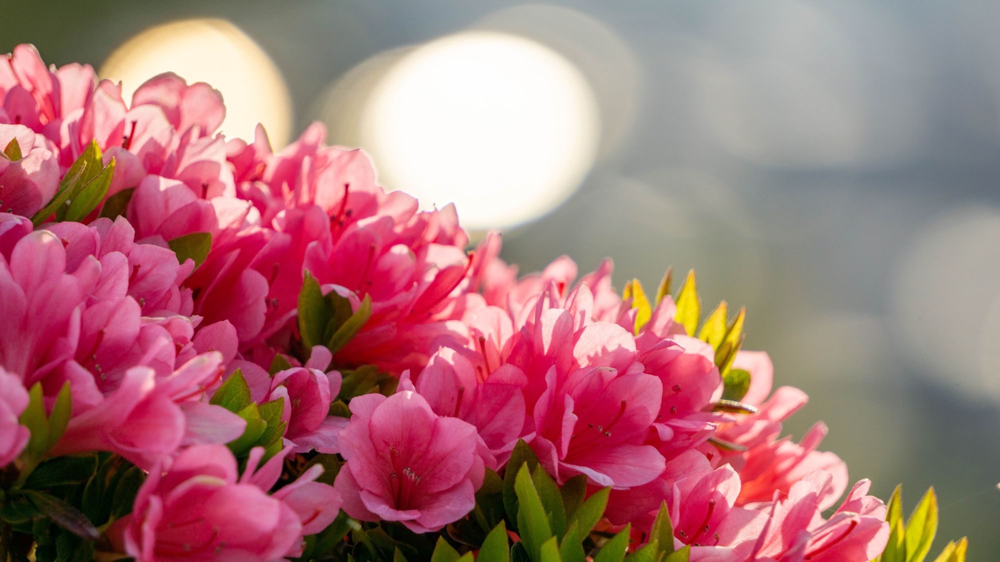 【寒河江公園つつじ】