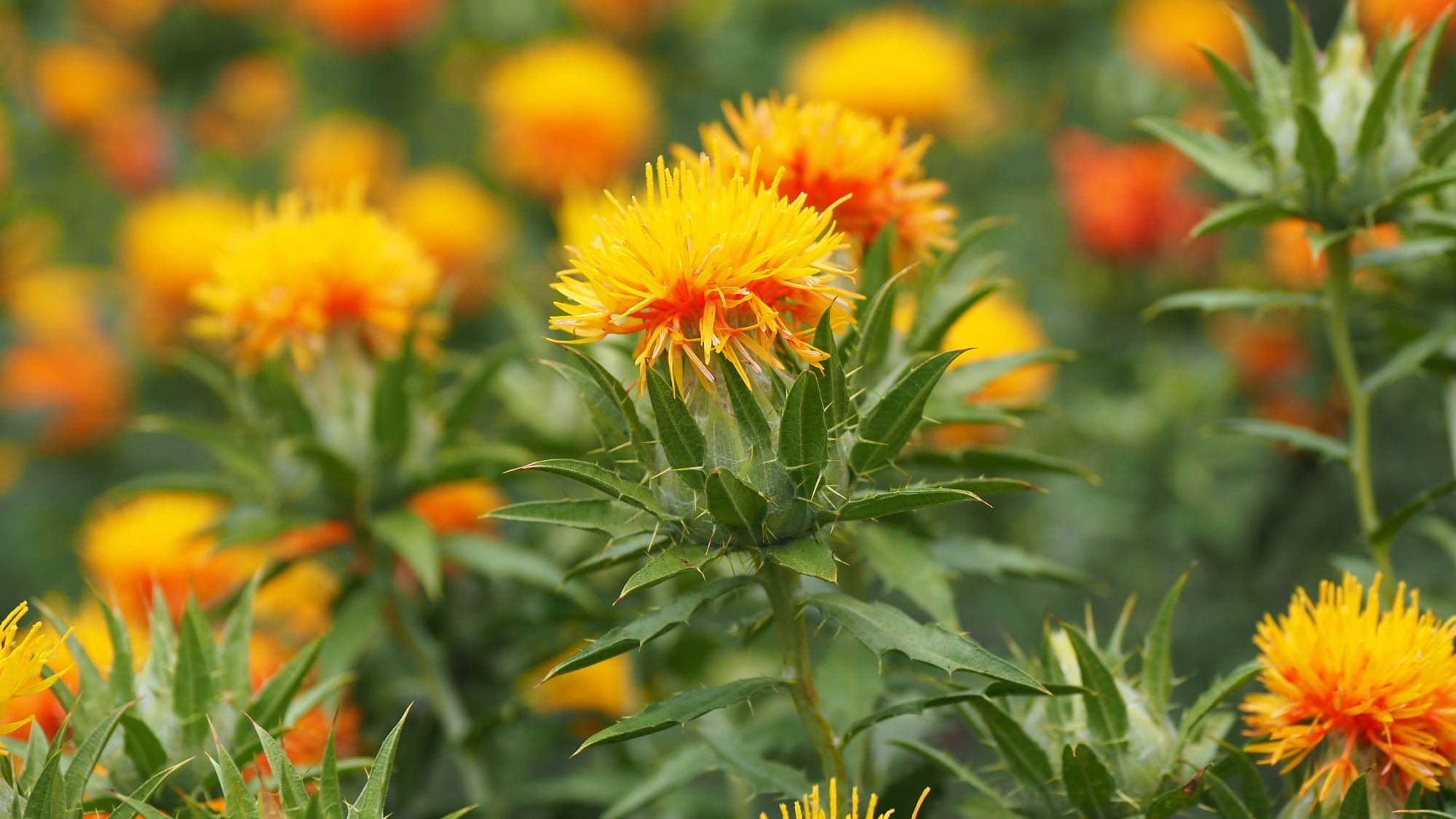 【上貫津紅花畑】