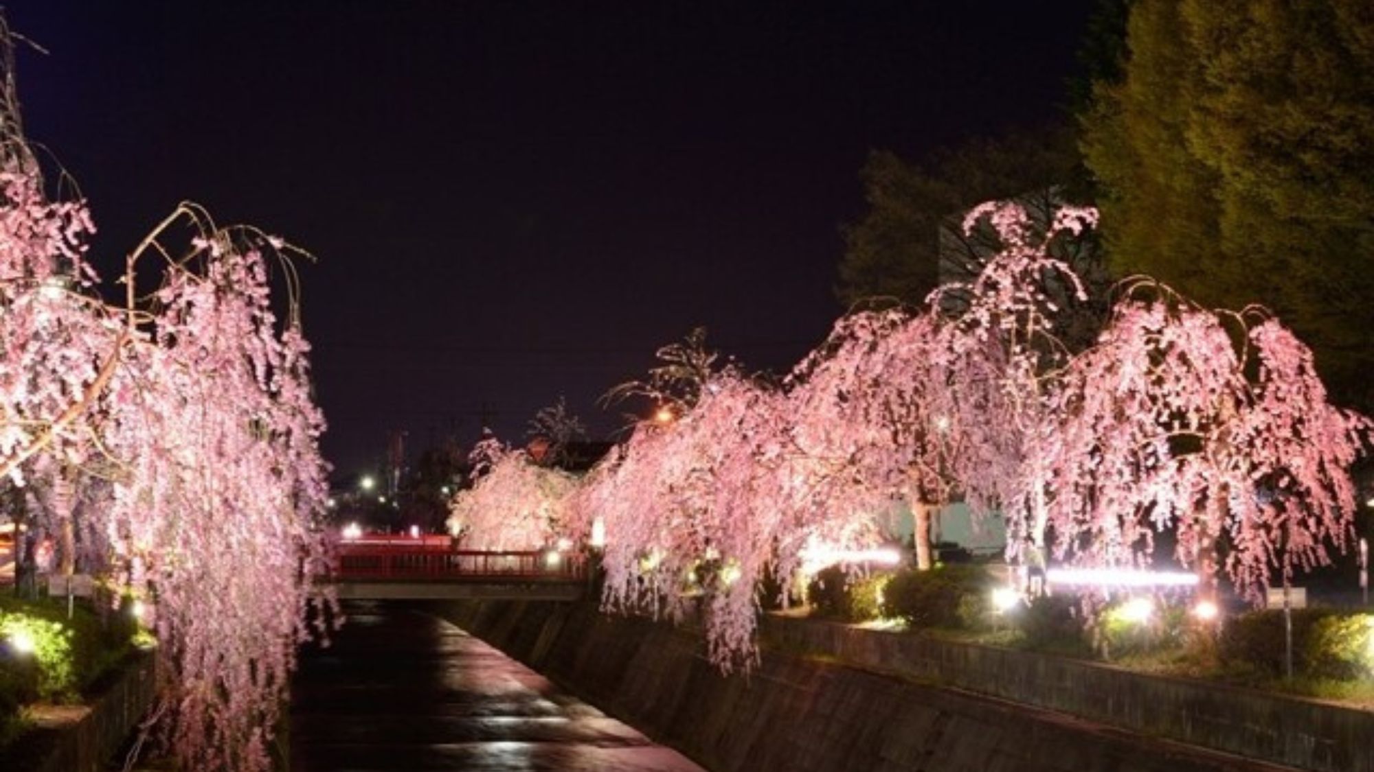 【倉津川緑地（倉津川のしだれ桜）】